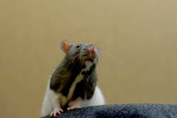 istock Domesticated black & white rat sitting on a dark grey fabric 1158495612