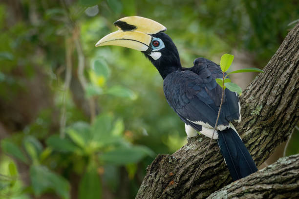 oriental pied-hornbill-anthracoceros albirostris grande dossel-habitação pássaro pertencente ao bucerotidae. outros nomes comuns são sunda pied hornbill (convexus) e malásia pied hornbill - bucerotidae - fotografias e filmes do acervo