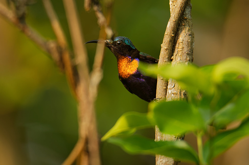 Copper-throated sunbird - Leptocoma calcostetha colorful species of bird in the Nectariniidae family, found in Brunei, Cambodia, Indonesia, Malaysia, Myanmar, the Philippines, Thailand and Vietnam.