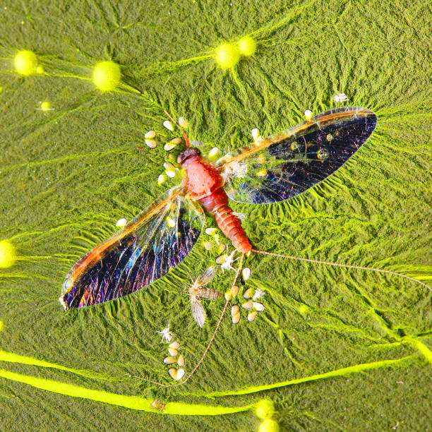 Cyanobacteria, also known as Cyanophyta on water surface. Can produce neurotoxins a other toxins. Algal blooms, which can become a danger to humans and animals. Dead Mayfly in swamp. cyanobacterias, también conocida como cyanophyta en la superficie del agua. puede producir neurotoxinas otras toxinas. floraciones de algas, que pueden convertirse en un peligro para los seres humanos y los animales. mayfly muerta en pantano.