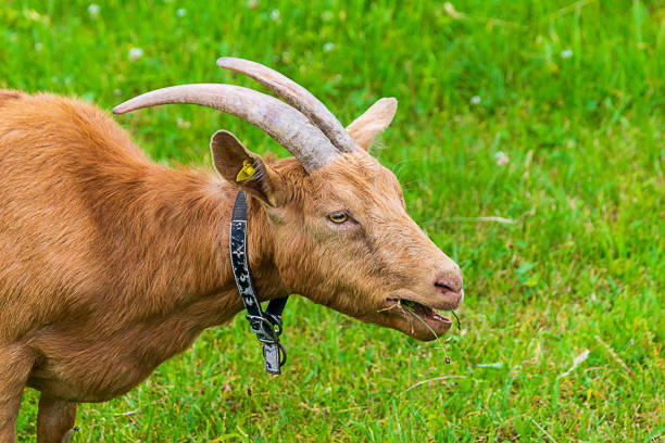 A goat eats grass on the pasture A goat eats grass in a meadow bucktooth stock pictures, royalty-free photos & images