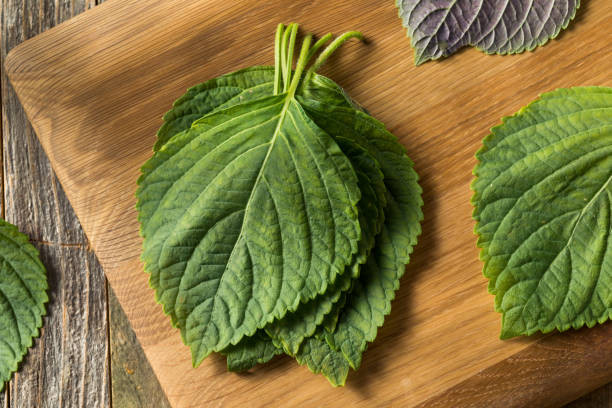 сырье зеленый органический перилла листья кунжута - shiso стоковые фото и изображения