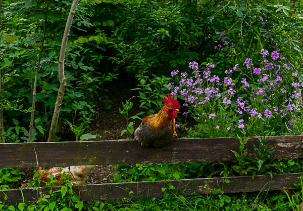 istock A rooster sits on a wooden fence 1158497521