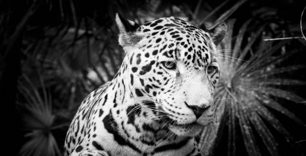 istock Jaguar Cat Black and White 1158497554