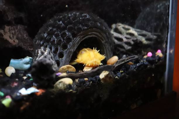 istock Male Bristlenose Pleco 1158497586