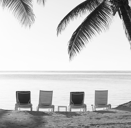 Beach chairs in sand with tropical palm trees as vintage background in stunning black and white