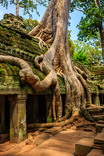 Ta Prohm ancient temple near Angkor Wat, Cambodia