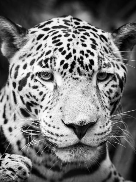 istock Jaguar Cat Portrait Black and White 1158498265