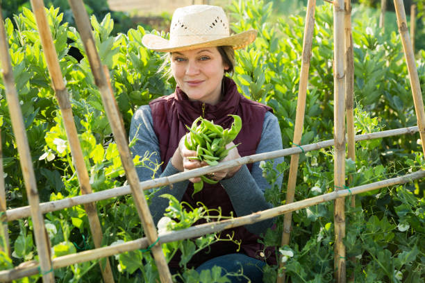istock Woman harvesting broad beans 1158498465