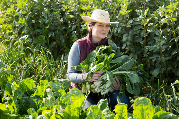 istock Woman harvesting fresh leafy greens 1158498497