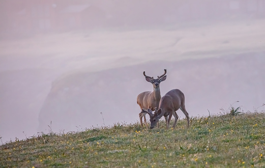 Two Deer on ridge in California