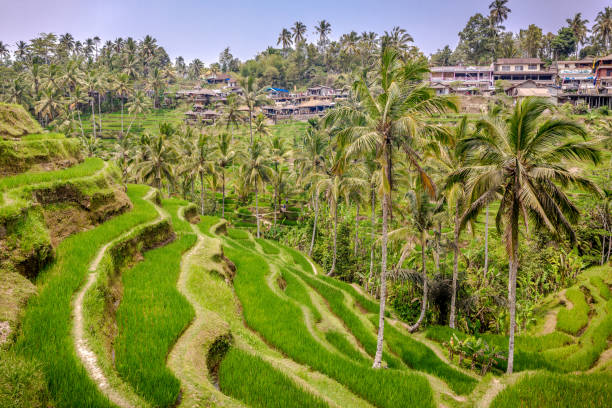 istock Tegallalang Rice Terraces in Ubud, Bali, Indonesia 1158501917