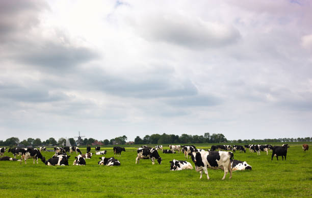 istock Netherlands: Frisian Black and White Holstein Cows, Green Pasture 1158502596