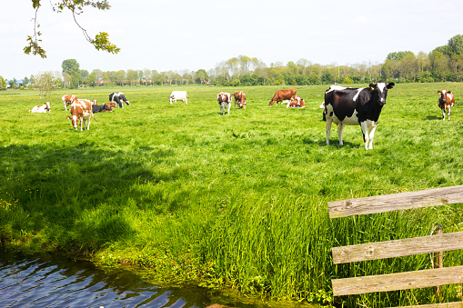 Friesland, Netherlands: Frisian Holstein Cows, Green Pasture, Canal, Fence. Shot near Lemmer in Friesland.