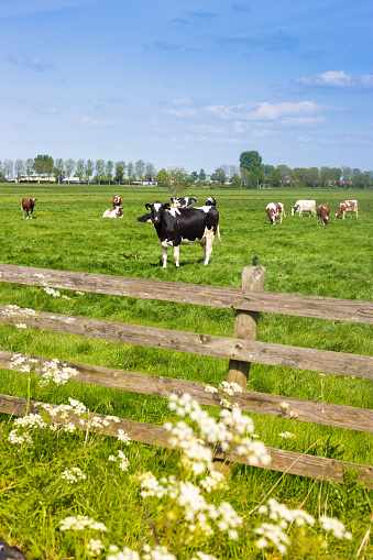 Friesland, Netherlands: Frisian Holstein Cows, Green Pasture, Wood Fence. Shot near Lemmer in Friesland. Copy space in the blue sky.