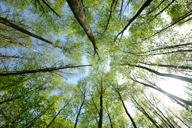 istock Looking up at the green tops of trees. 1158503376