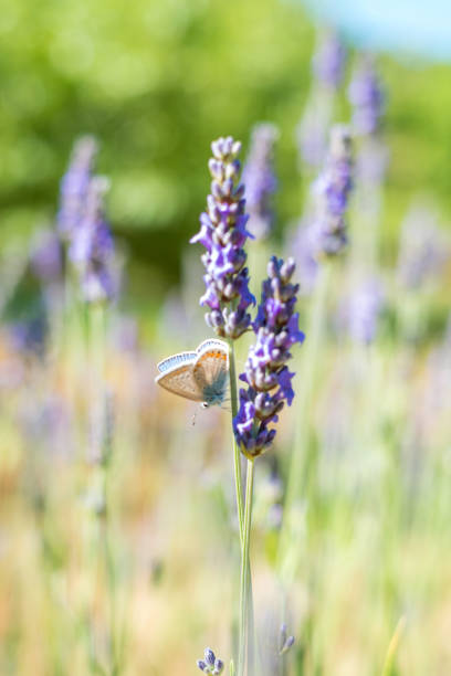 Butterfly a Hummingbird Hawk-moth in flight, sucking nectar from a Levander.