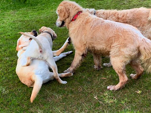 istock Labrador puppy with dogs playing 1158504265