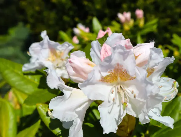 Photo of Opening of beautiful white flower of Rhododendron Cunningham's White in spring garden. Gardening concept