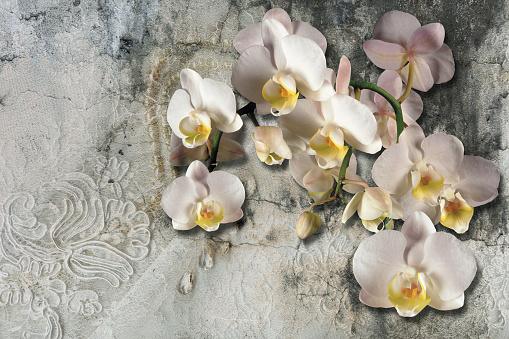 3d wallpaper, bouquet of orchids on lace and concrete wall textured. Murals effect. The original panel will turn your room in with the most recent world trends in interior fashion.