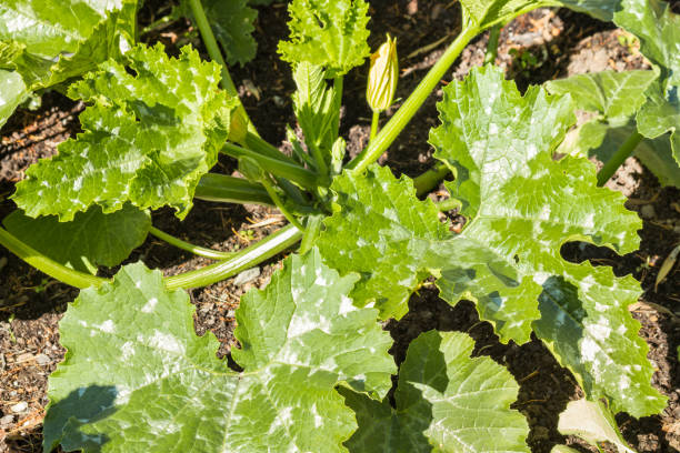 istock young courgette plant growing in organic vegetable garden 1158509630