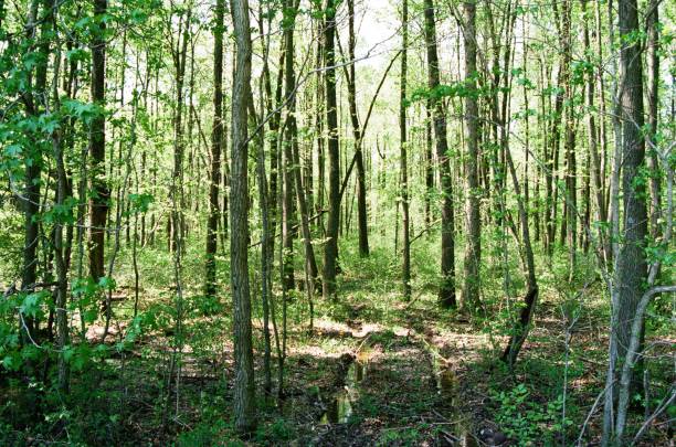 istock Trees - Indiana - color 2 1158510756