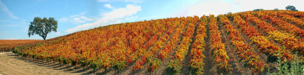 収穫後のナパバレーワインブドウ園 - vineyard panoramic napa valley california ストックフォト�と画像