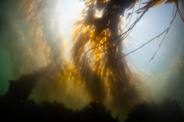 istock Sunlight and Submerged Kelp in California 1158511418