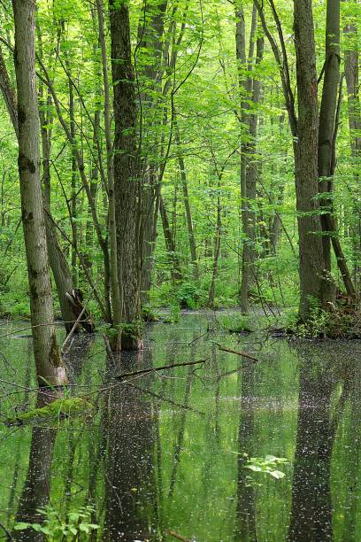 istock lush green foliage and tree trunks reflecting in swamp 1158511435