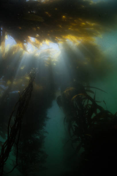 istock Light Penetrates a Canopy of Kelp 1158511469