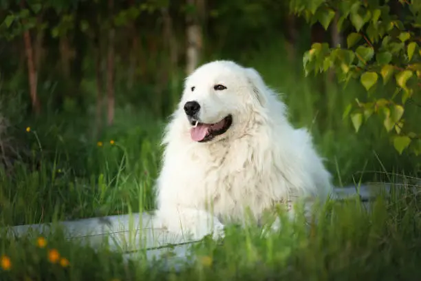 Photo of Cute maremma sheepdog. Big white fluffy happy dog breed maremmano abruzzese shepherd lying in the forest in summer