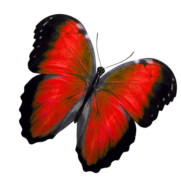 istock tropical red butterfly. isolated on white background 1158513301