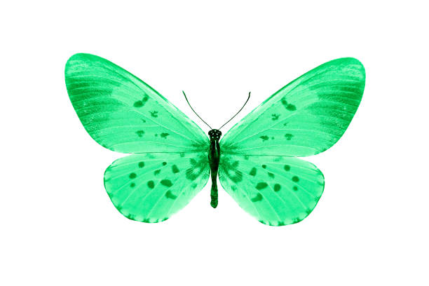 istock green butterfly isolated on white background. tropical insect. template for design 1158513309