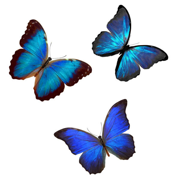 istock flock of blue butterflies isolated on white 1158513873