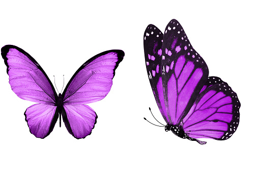 hermosas dos mariposas púrpuras aisladas sobre fondo blanco photo