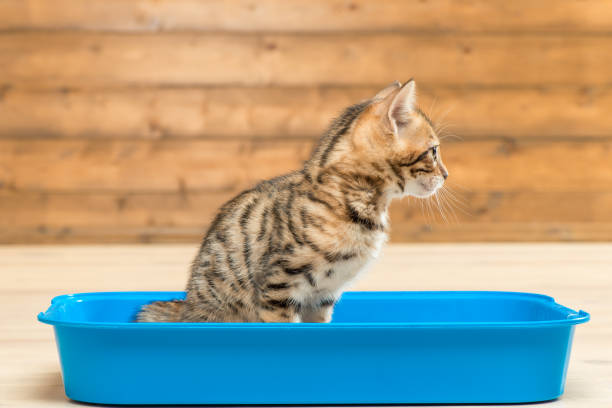 istock kitten concentrated on the process sits on the toilet tray 1158514183