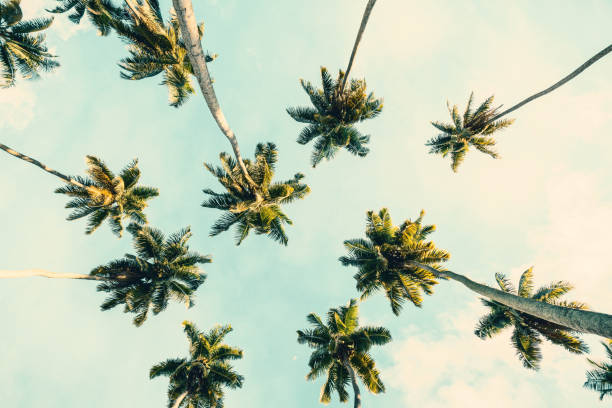 istock Summer tropical background with Coconut palms  on  blue sky. Toned image. 1158514290