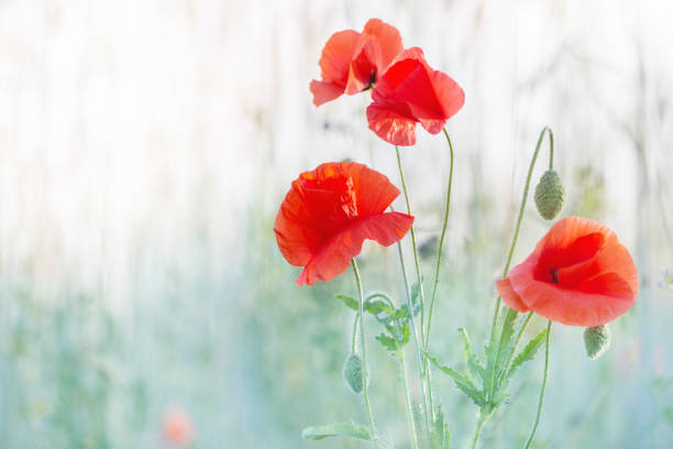 red poppy on sunny field