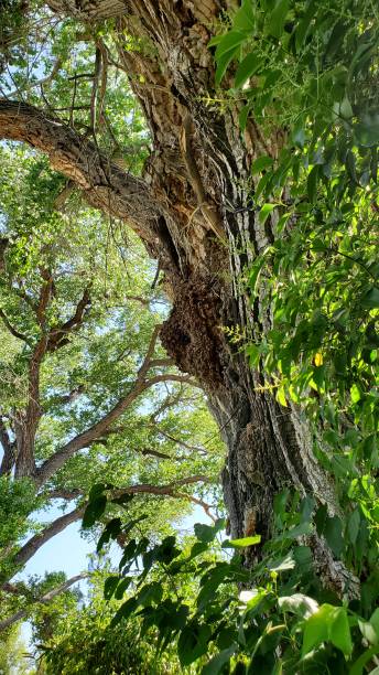 istock Large Cottonwood trees and Privet 1158515915
