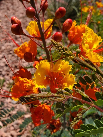 Mexican Bird of Paradise, shades of orange, yellow and green. Hints of red branches, extending to vivid red seed pods. Finished with a tan gravel backdrop.