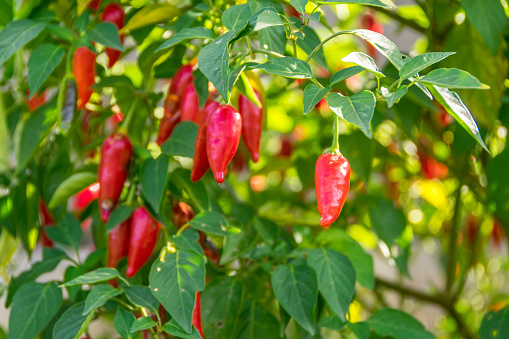 Plant, Pepper, Red Pepper
