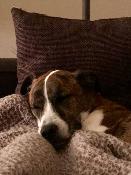 istock Dog sleeping on my feet 1158522518