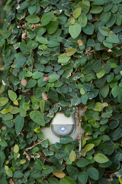 istock Electric door bell covered by plant 1158523354