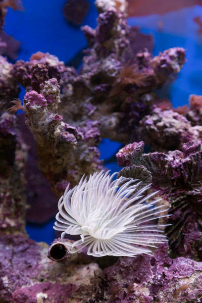 istock Sea anemone in mini aquarium 1158523371