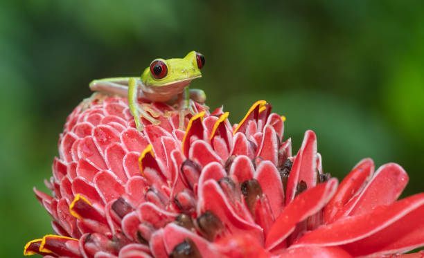 Red-eyed Tree Frog in Costa Rica