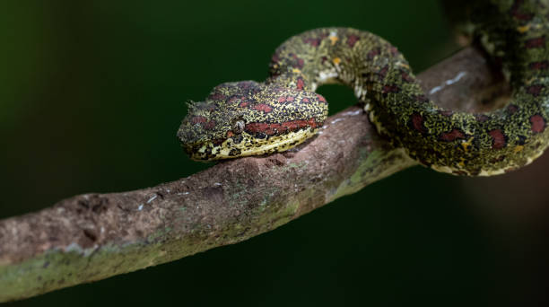 istock Eyelash Viper in Costa Rica 1158524150