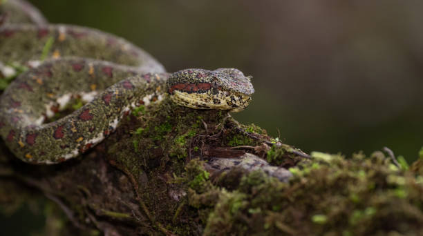 istock Eyelash Viper in Costa Rica 1158524173