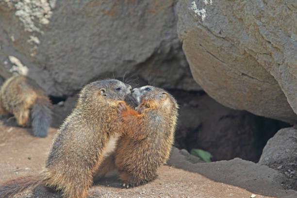 istock yellow-bellied marmot 1158527599