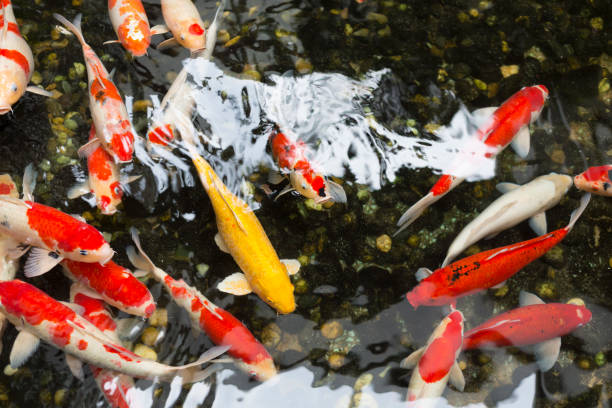 istock Fancy carp fishes in pool 1158527897