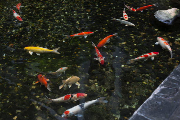 istock Fancy carp fishes in pool 1158527952